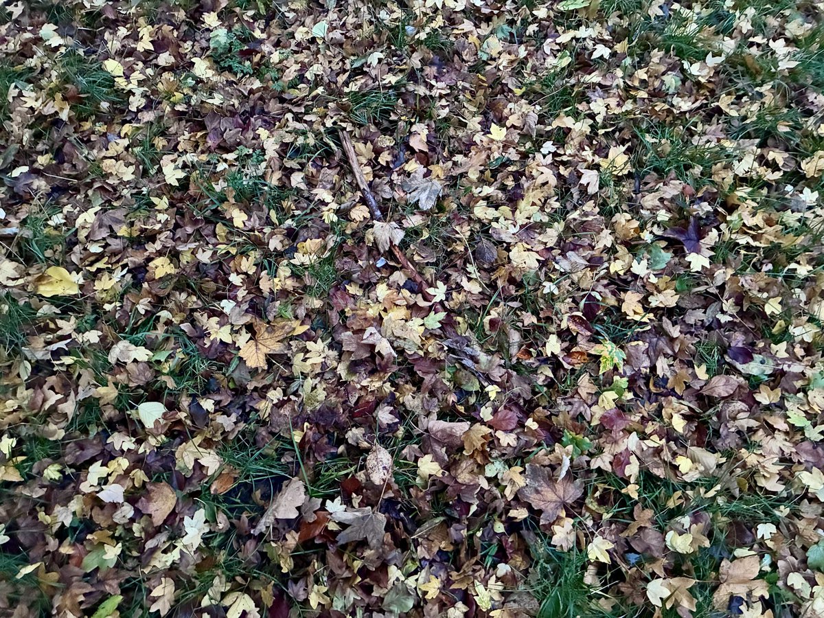 Follower-Power benötigt:

Der Hund hat gekackt und ich find’s nicht.

Ich komme hier in einer halben Stunde noch mal vorbei, dann brauche ich Ergebnisse.

Und später schicke ich das Bild an Funk, die können sowas bestimmt gebrauchen.