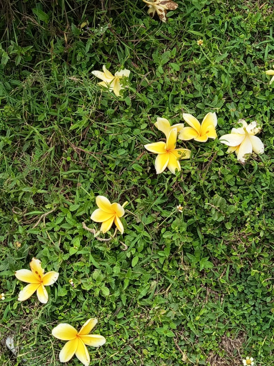 🌻 tweet media