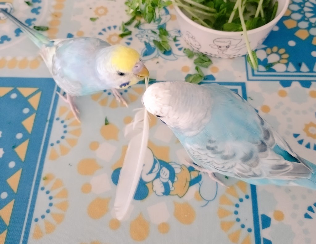 仲良しインコ のとも on X