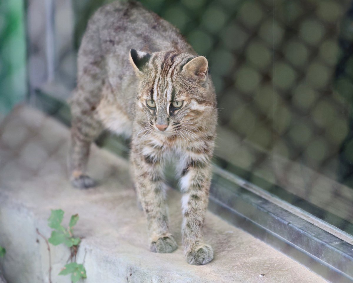 ねこページ スーパーセール 藤編み 猫ハウス ラタン ペットベッド 四季通用