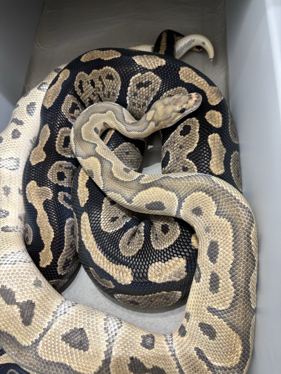 na___Python's tweet image. 🫰🫰🫰