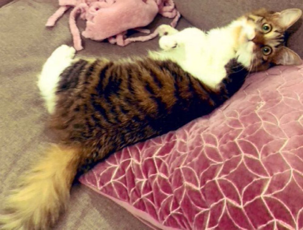 ココ＠長毛のキジトラ on X