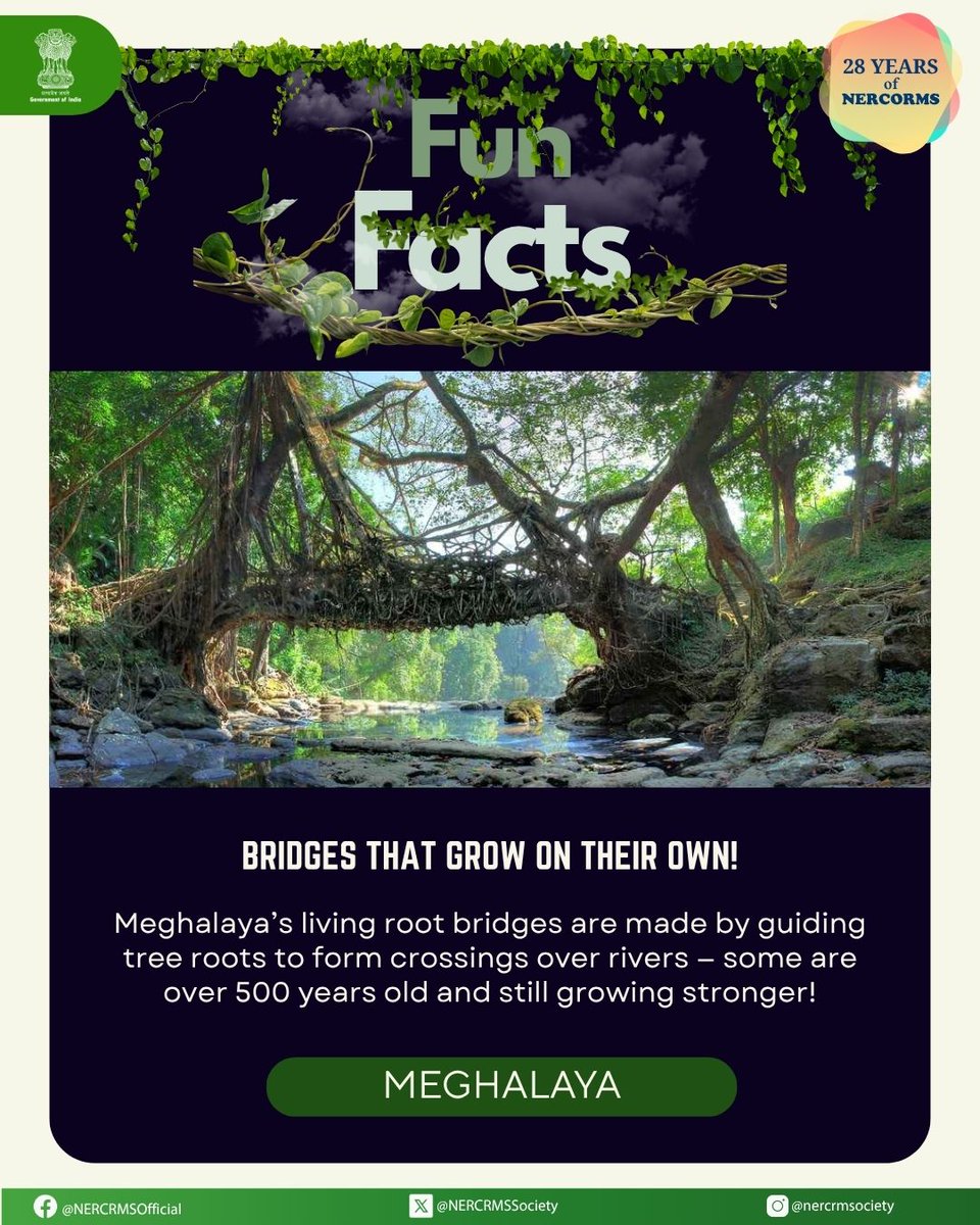 NERCRMSociety's tweet image. Bridges That Grow on Their Own!

The Khasi people weave tree roots into living bridges — green marvels that grow stronger with age.

#LivingRootBridges #MeghalayaWonders #NatureCraft