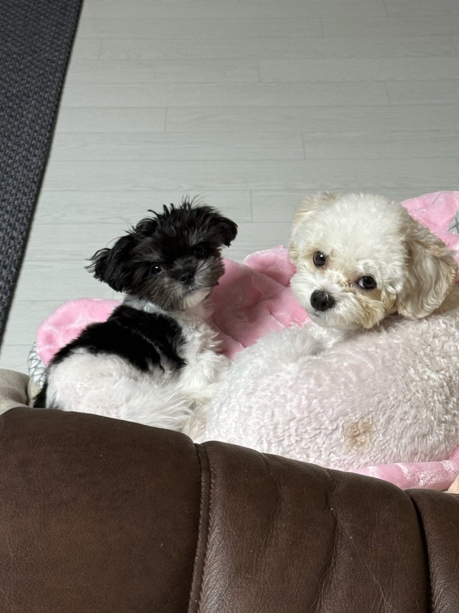 바부 강아지 두 마리 보실 분