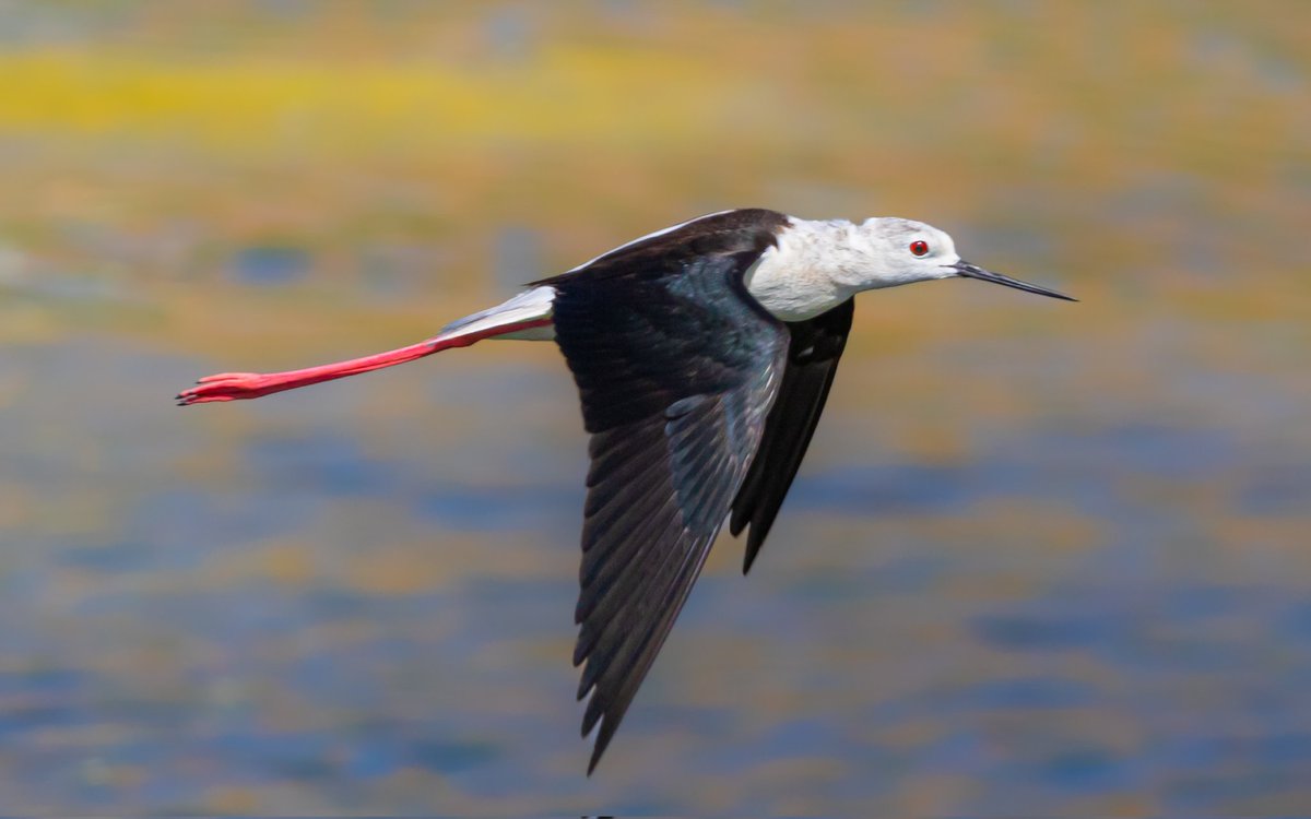 ovmerf's tweet photo. Günaydın 

Uzunbacak
Black-winged stilt https://t.co/habtQaMIsO