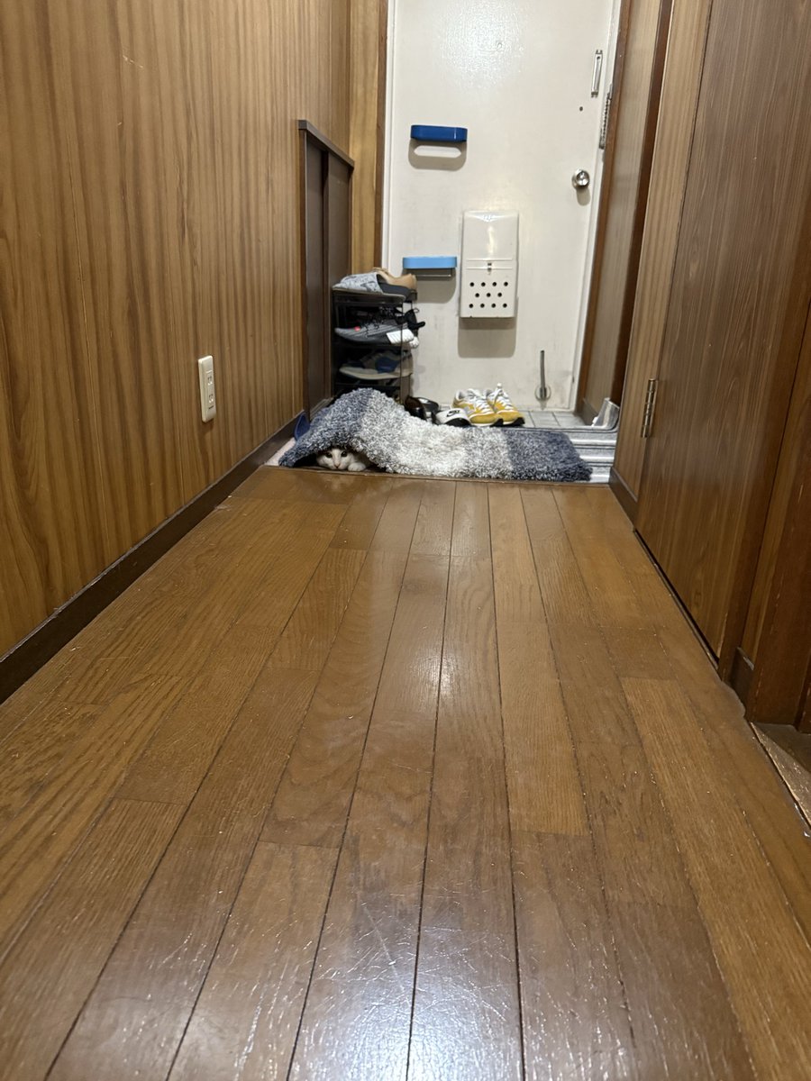 ノビター（5匹家族） (@00shitemita) / Posts / X