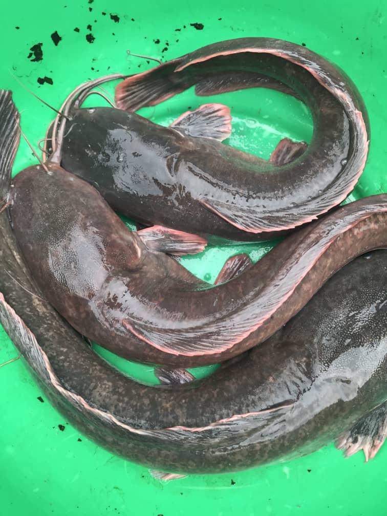 Matcom4444's tweet image. @LASGFISHFARM 
Home of Catfish