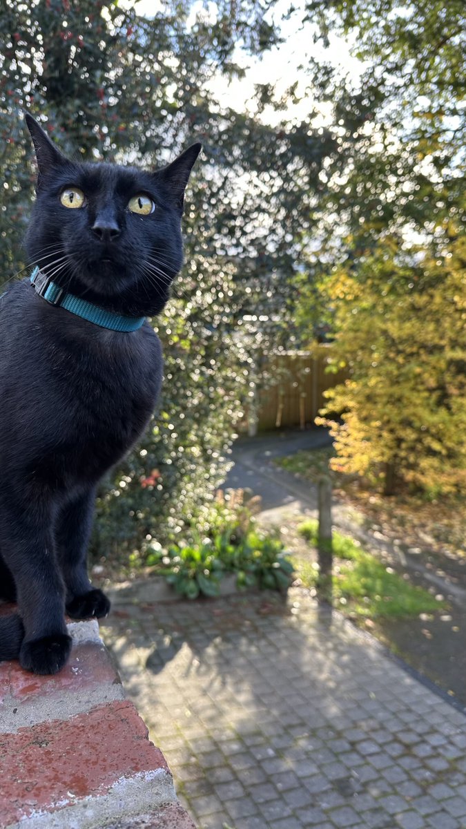 Rolf report 28 Oct: It’s sort of a still life: ‘black cat with autumn leaves’.  Not saying it’s a work of art, but comes close? Rolf x