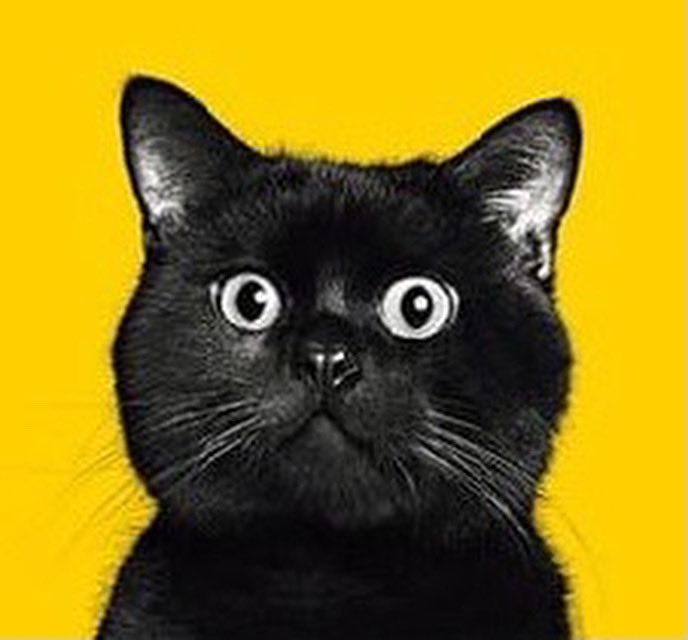 kurochan5110 (@kurochan_5110) / Posts / X