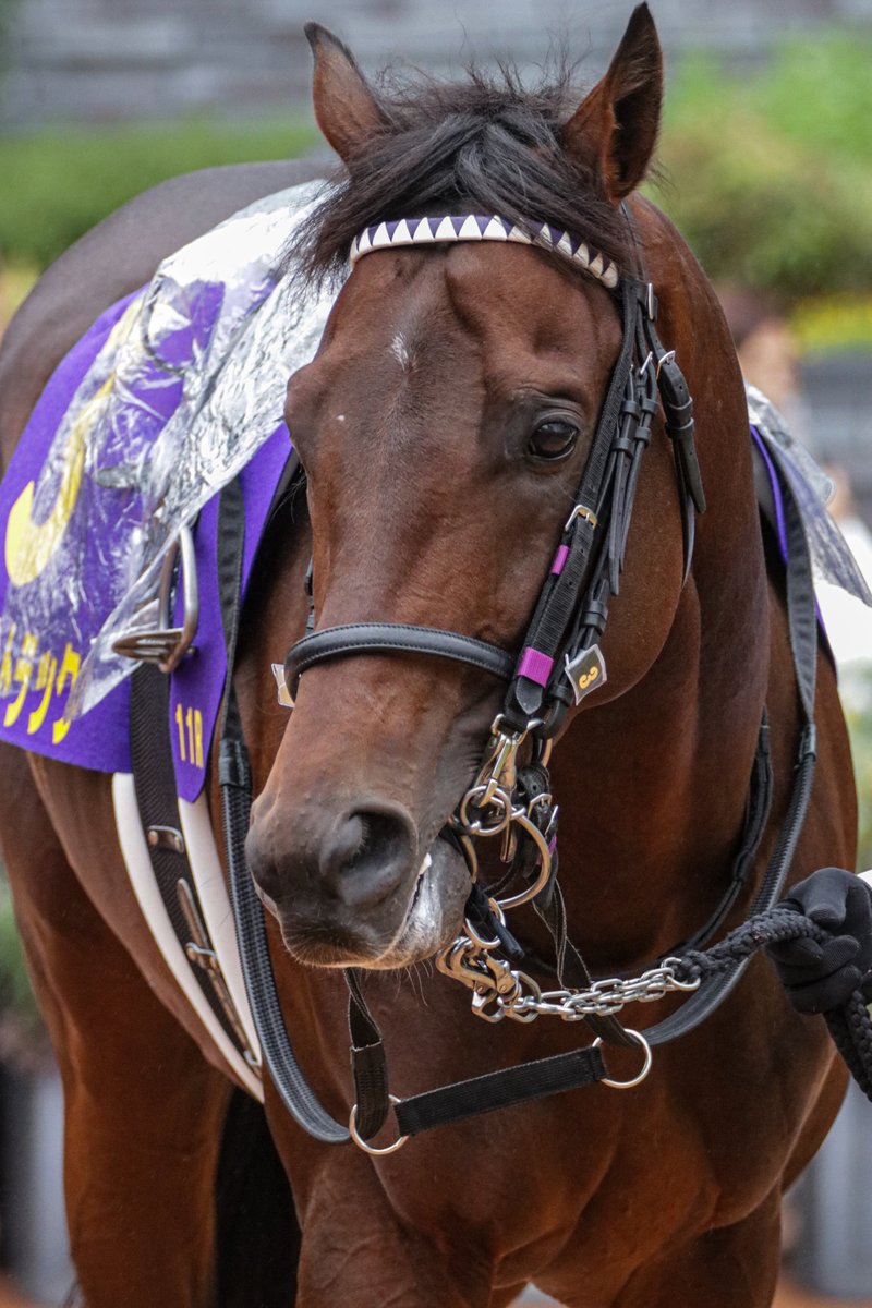 きなこあん🫘 (@kuromitu3260) / Posts / X