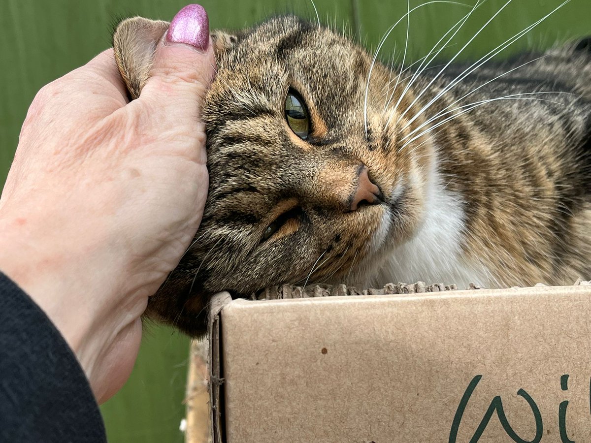 AllotmentCat's tweet photo. (Amanda)
Auntie Sammy took this photo of me - it's good, isn't it!
She always makes a big fuss of me and of course, I love it.
She also feeds me because I give her a special look to tell her I'm starving, even though I've just been fed by Colin!                                                                                                                Betty says I've trained her well. 
That's a good thing, isn't it?