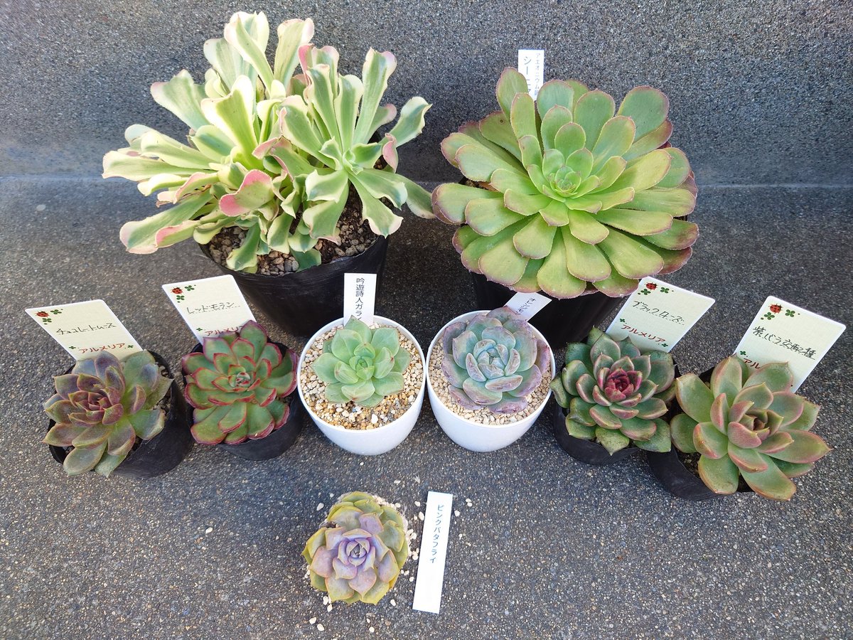 モカポトスページ モカポトスページ Happy Trailing things Thursday🌿 Pothos N'joy