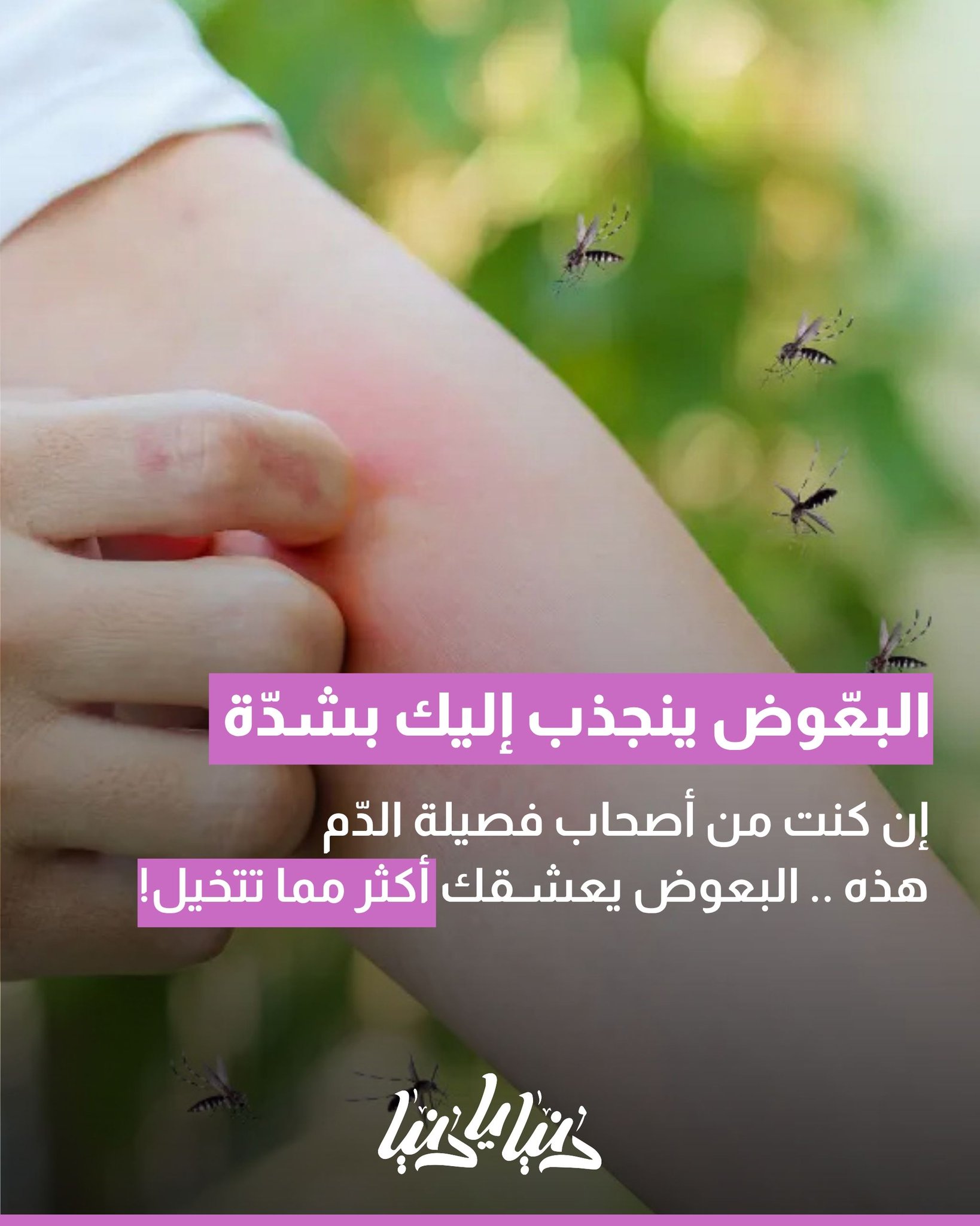 إن كنت من أصحاب فصيلة الدّم هذه .. البعوض يعشقك أكثر مما تتخيل 