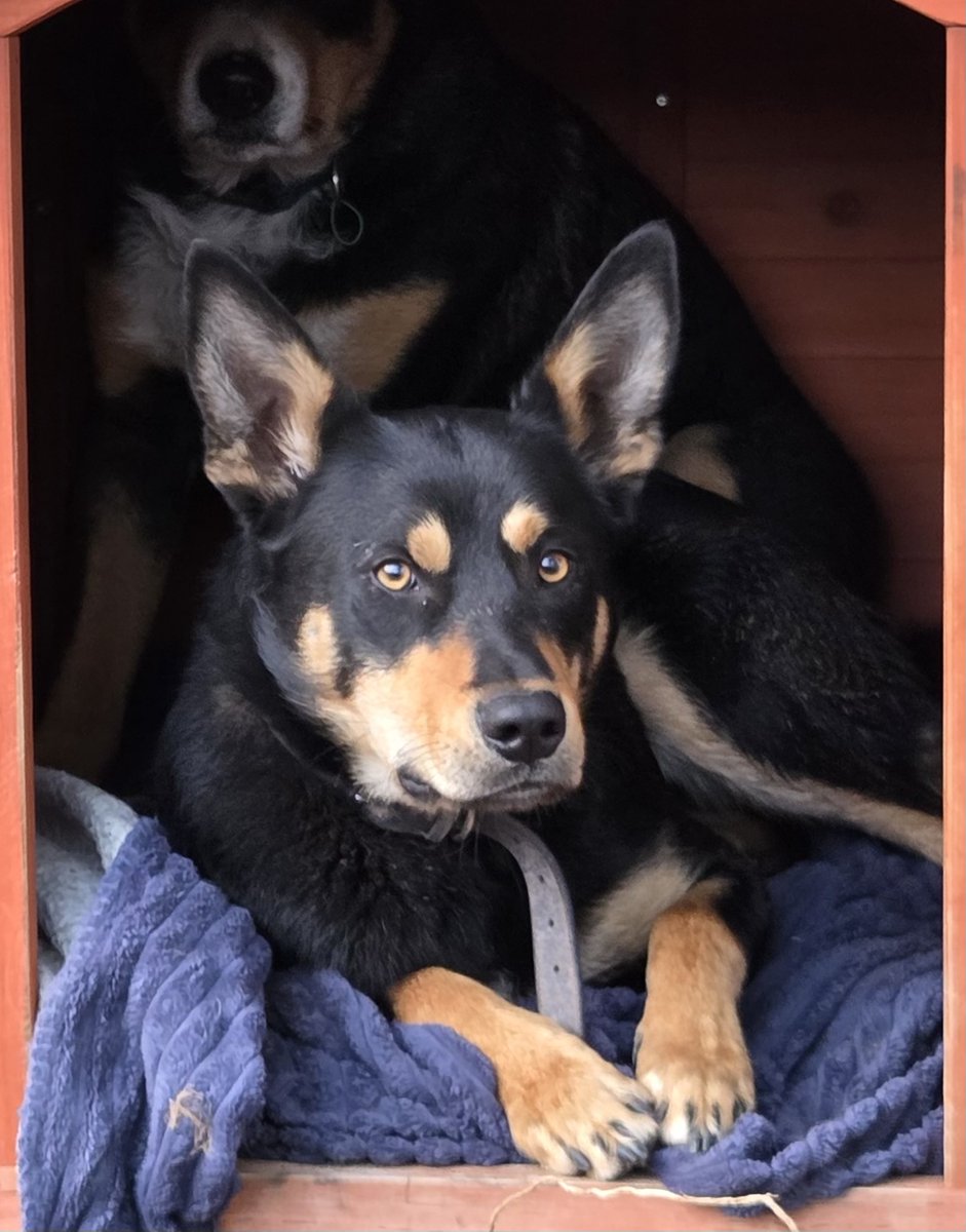 Apollo - 1yo, male - Kelpie - Vic
workingdogrescue.com.au/?p=123447
available,AWDRI,kelpie,Source:RE146027,Victoria(VIC)