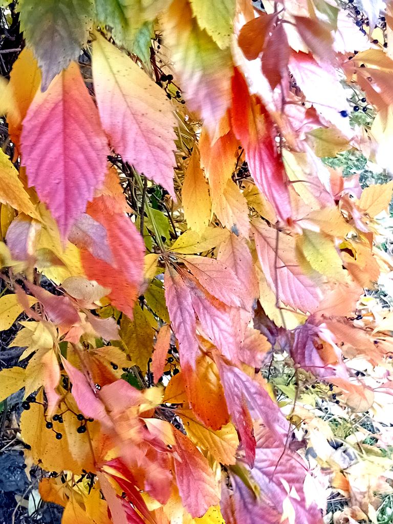 Катерина Галич tweet media