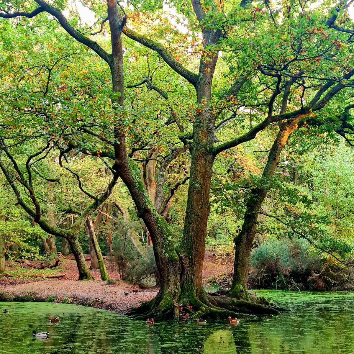 Goodmorning friends Happy #thicktrunktuesday from favourite spot. Life is simple with trees.