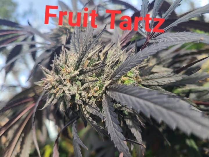 Does pretty good outside #zeeds #zeedvault