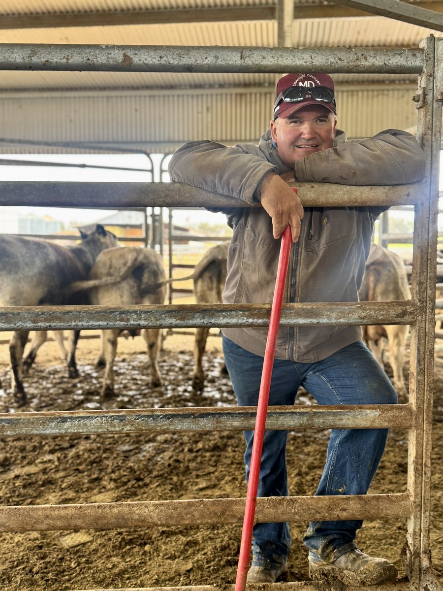 Another day, another bunch of breeding activities in the cattleyards at JAD! It’s great weather for a polar bear - just 11 degrees C! 🥶

With the heifers AI’d last week, and now broken up into mobs awaiting the back-up bulls to join them, we turn our attention to re-breeding the