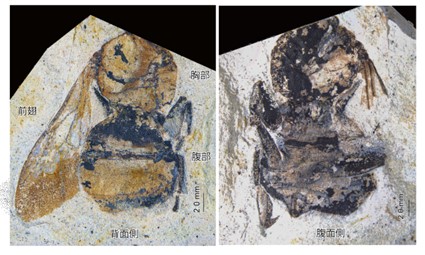 Keio_univ_PR's tweet photo. 【プレスリリース】高校生が授業中に世界的貴重なマルハナバチ化石を発見
－化石は30万年前の全長24mmの大型女王バチ－
https://t.co/wzmPpzegvL https://t.co/ZNV5dUEqPw