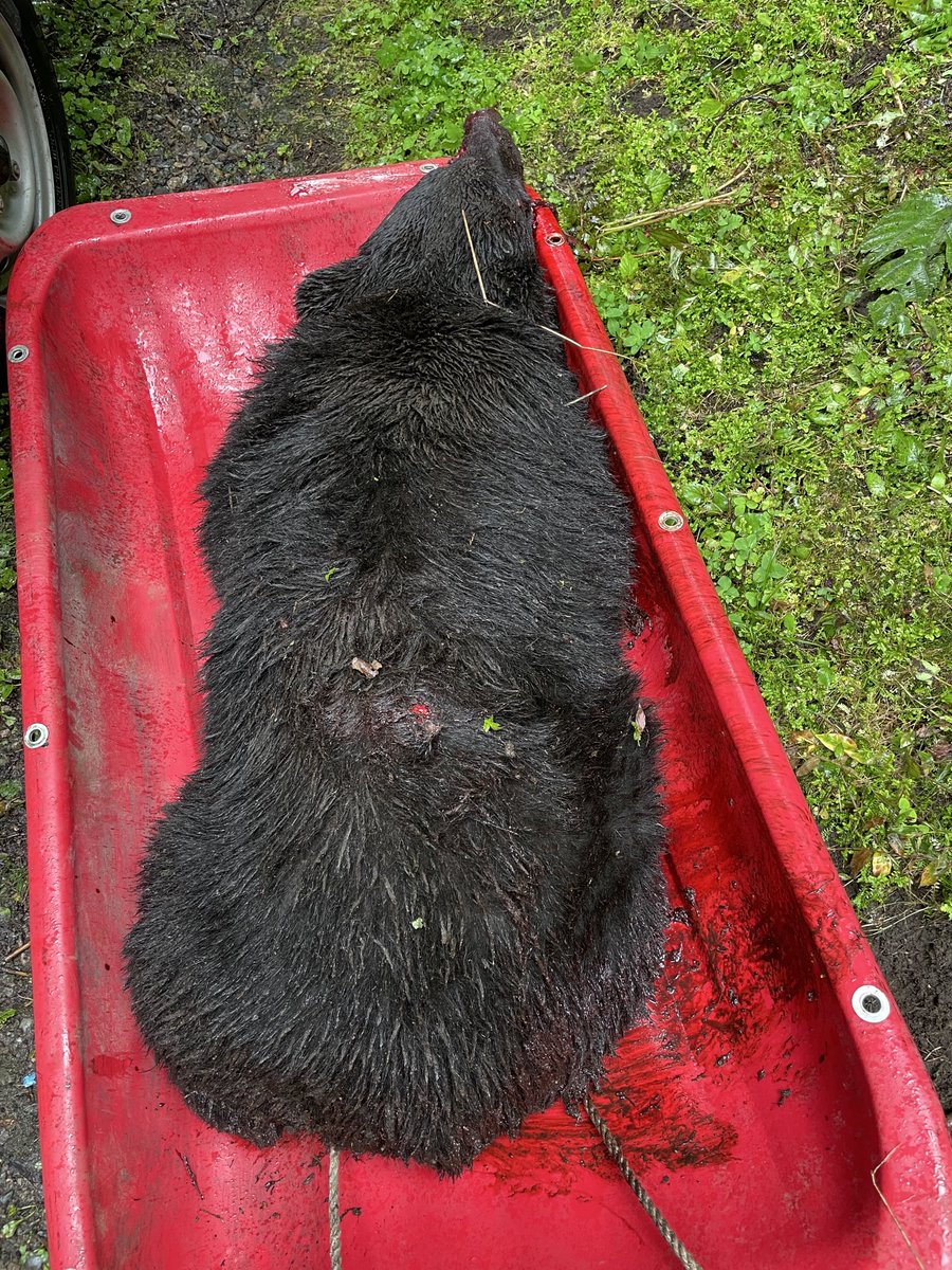 今年10匹目
多いねぇ…