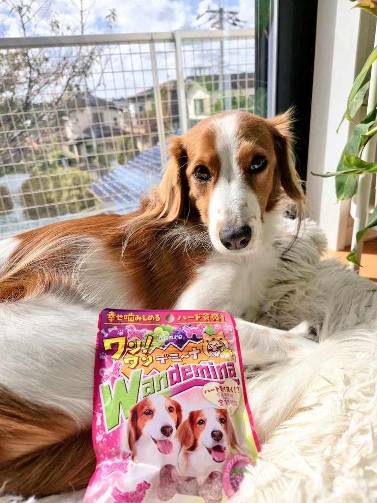 tuna_thunnus's tweet photo. カンデミーナのパケにコイケル🐶 すっかりメジャーな犬種になったわね https://t.co/kZcK4fXJdl