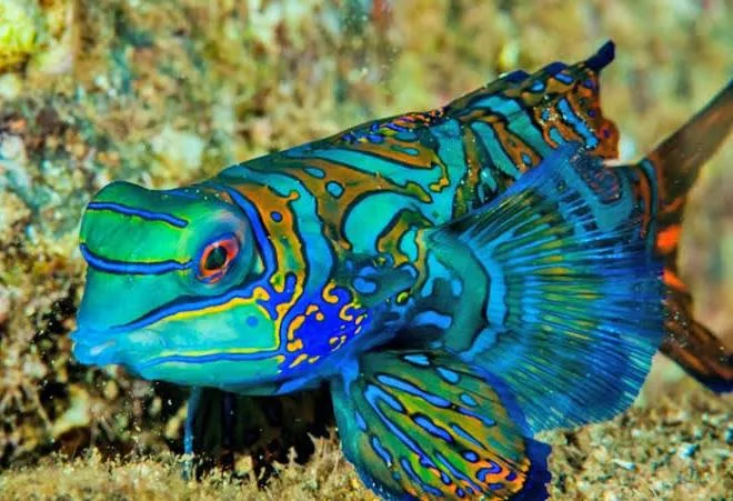 NicolesChoice1's tweet image. World's Most PSYCHEDELIC CREATURES (4/16)
MANDARIN FISH is native to the Western Pacific (Ryukyu Islands) with coloring created through cellular pigment and its body is coated w/ bitter slime.
#mandarinfish #fish #psychedelic #colorful