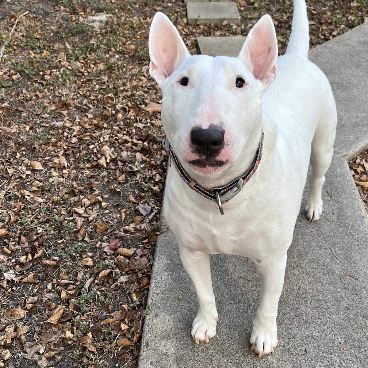Say hi to Nelson, and have a wonderful November!

Or don’t say hi to Nelson. You’ll still have a wonderful November. He’ll just be kinda sad you didn’t say hi.