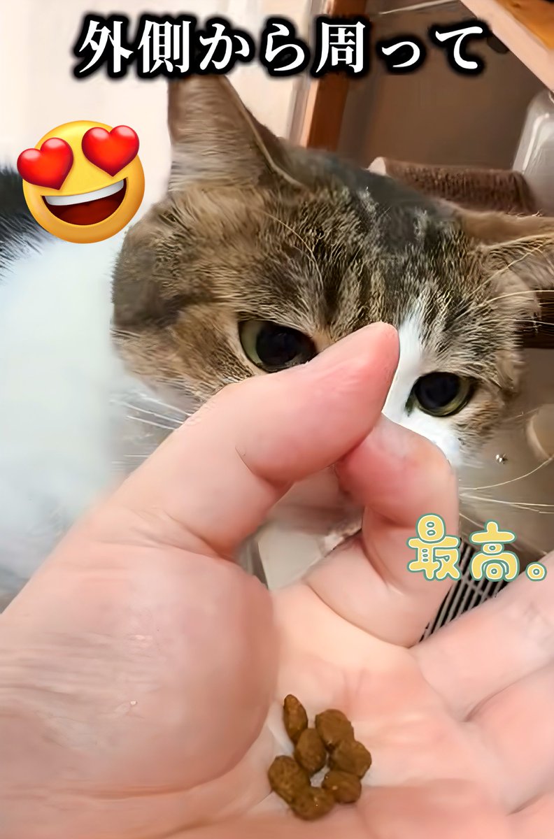 ねこ ハチワレ猫ちゃん / 小鳥と映画館 ( kotori_to_eigakan )の手帳