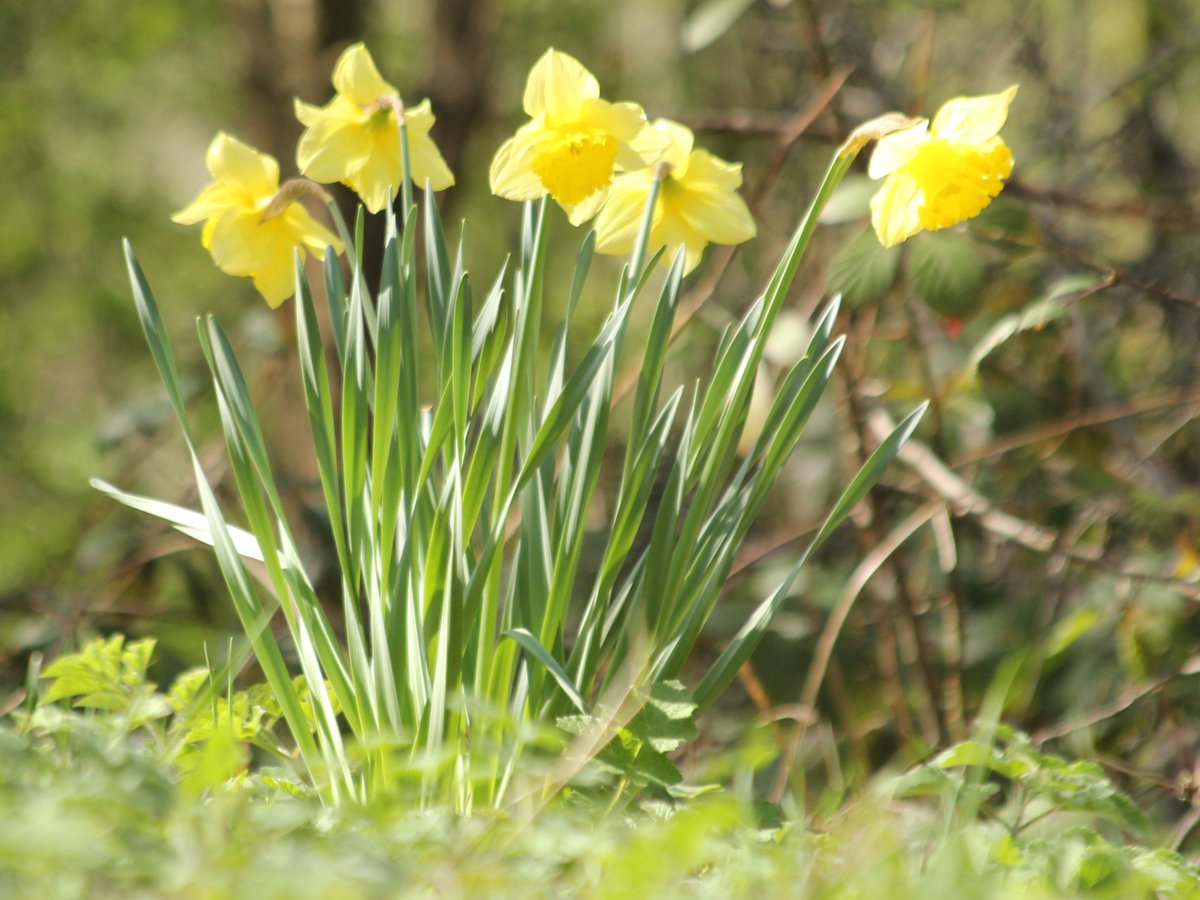 GarthorneroadNR's tweet image. Friends of Garthorne Road Nature Reserve November Conservation workdays - mailchi.mp/5b48739aaa8f/f…