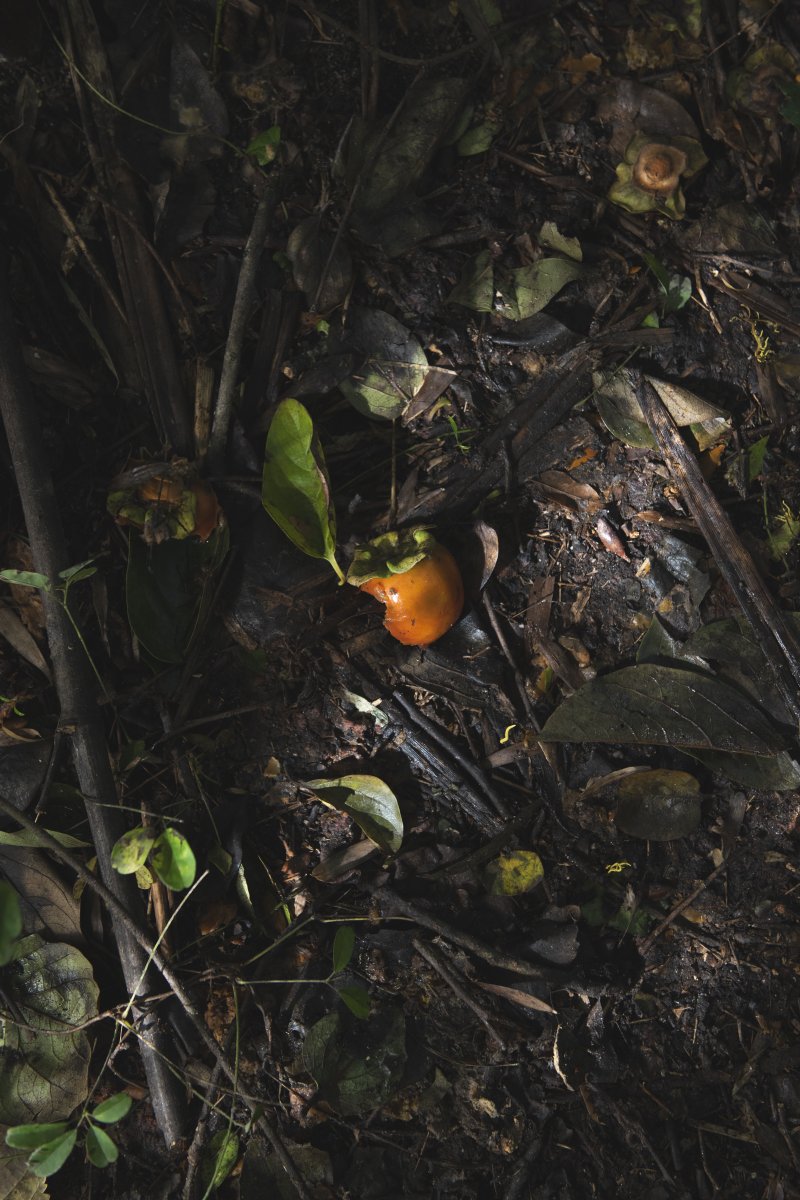 人の営みと獣のそれと
空き家に放置された柿の木から落ちた実を獣が食す。

🖼紀成道 写真展「かぜとつちと」
📅2025/10/31(金)―11/6(木)　11:00―19:00
🏢ソニーイメージングギャラリー 銀座
📘写真集「かぜとつちと　x elements」（赤々舎刊）
※詳細はプロフィール欄のリンクから