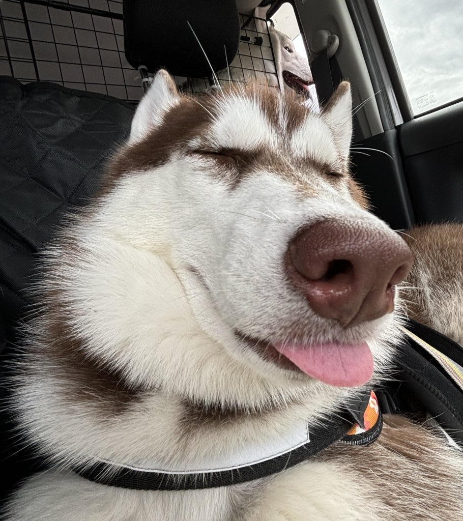 fukumaru_buna's tweet image. "寝ている"も好きな人いるみたい。
瞬きの瞬間とかじゃなくて、ガチ寝の写真ダヨ。