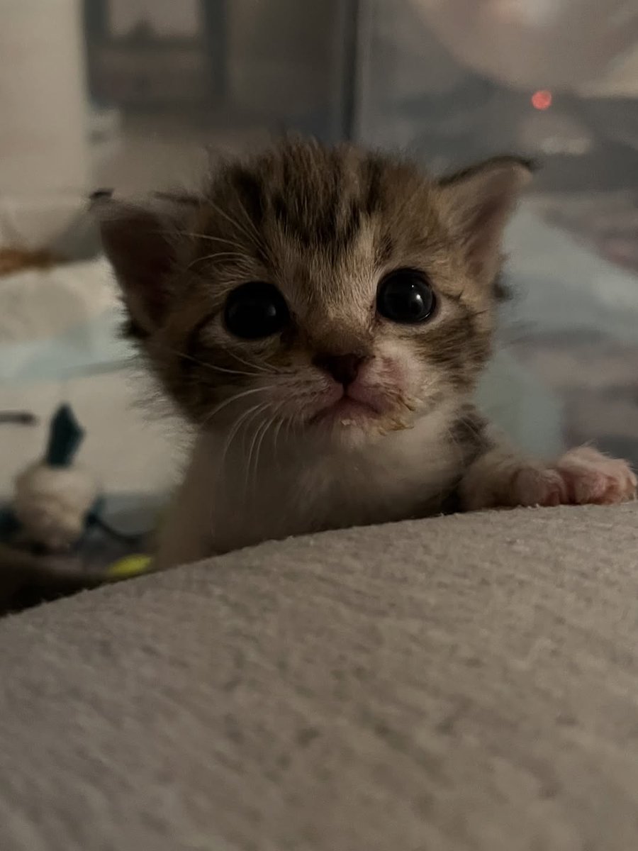 The Pets 𝕏 tweet media