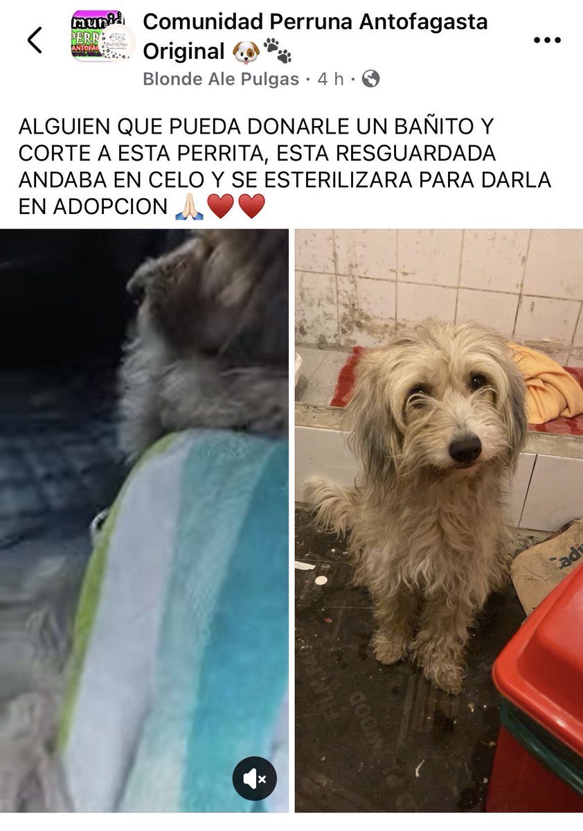 🚨🚨🚨🚨🚨🚨🚨🚨🚨🚨🚨🚨#Antofagasta