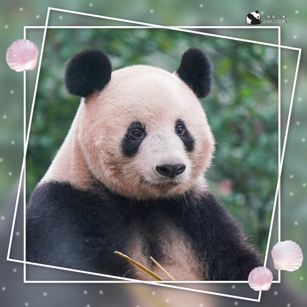 シャンシャン　パネル シャンシャンパネル