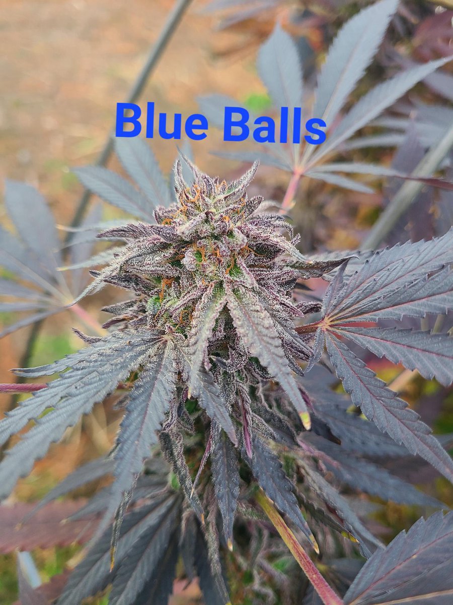 Blue Balls is available. Check us out on ZeedVault.com and ZeedVault.club #zeedvault