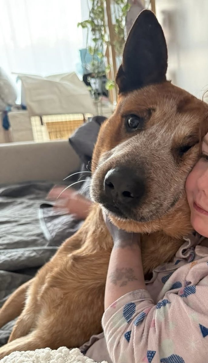 Mitch - 2yo, male - Red Cattle Dog x - NSW
workingdogrescue.com.au/?p=123160
acd,available,AWDRI,NewSouthWales(NSW)