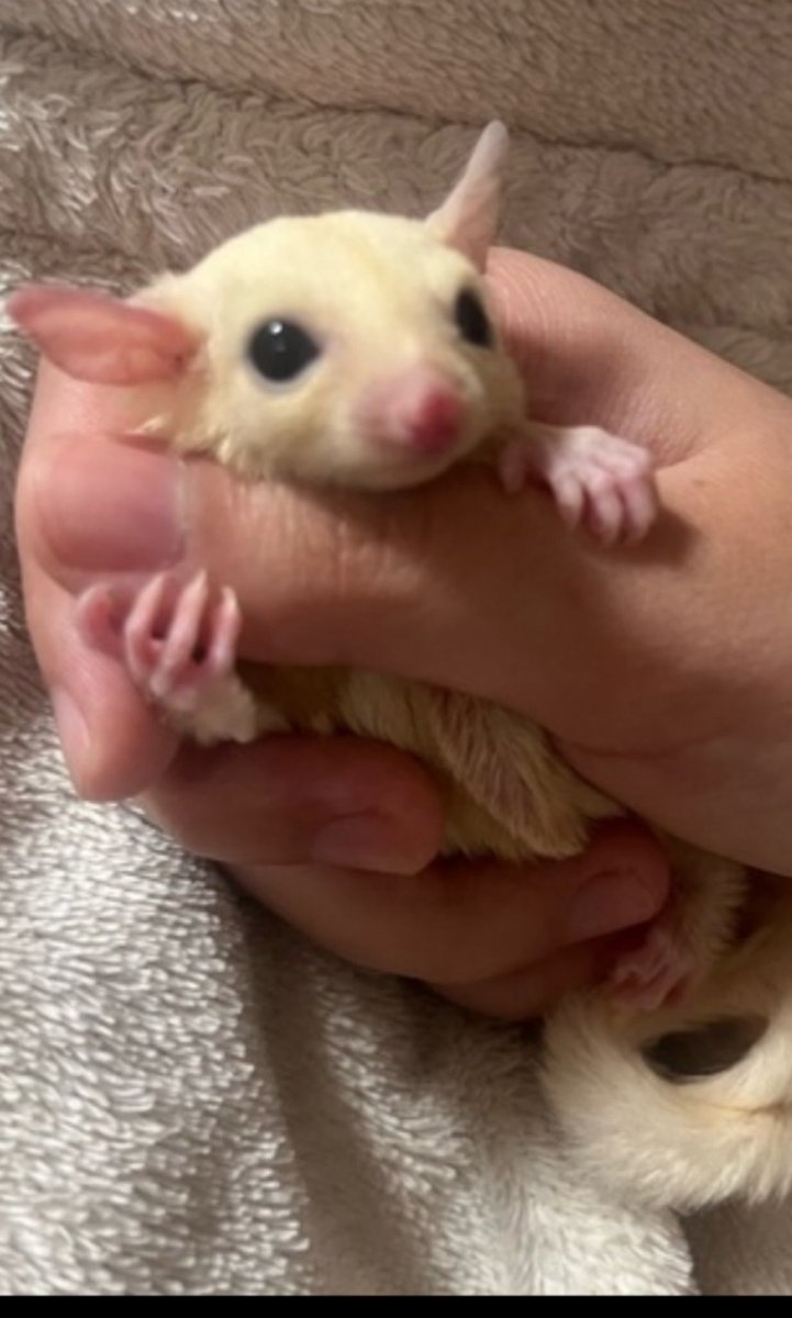 SHOP_purin_'s tweet photo. お買い上げありがとうございました
この子はちょー〜下手慣れの子で怒らない子で　構ってちゃんで甘えるのが上手なので　幸せになってくれると思います💗
その他半額セールの子が居ますので　ご見学お待ちしております🙇‍♀️
#フクモモ　#フクロモモンガ　#北海道　#札幌市　#リューシ https://t.co/Be2TPUyVD3