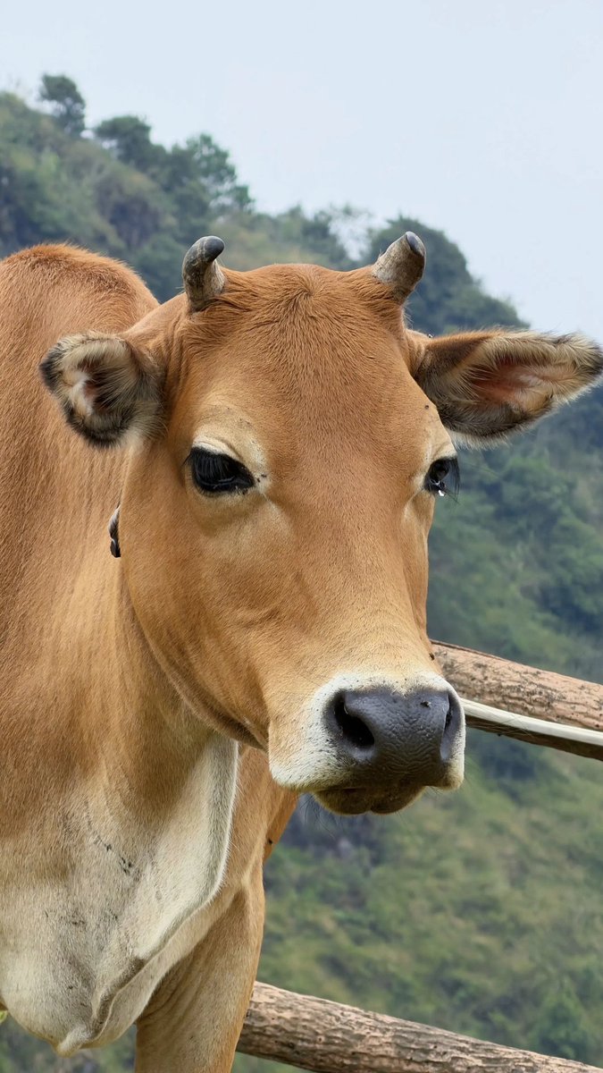 秦皇岛农牛 edging (@526464713daniel) on Twitter photo 