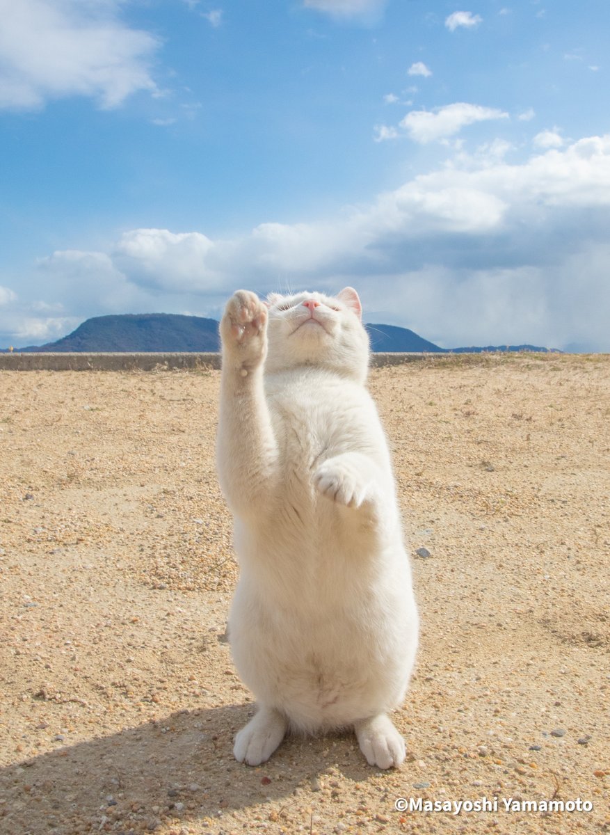 神猫 Amazon.co.jp: 置物 古代エジプト 猫神 民族風 大サイズ