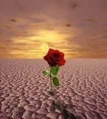 الكلمة التي لا تُنبت في الخراب شجرة
ولا تُحرك في الصمت نداء
ولا تُطفئ في صدر محترق جمرة صغيرة
ولا تفتح نافذة في ليل مغلق
ولا تكون رصاصةً في صدر الطغيان
ولا قطرةَ ماء في فم العطش 
هي ليست كلمة بل ظلٌّ عابر وسراب كأن لم يكن
لتكن اذا كلمتك دفئًا يتسلّل إلى القلوب حين يعصف بها البرد