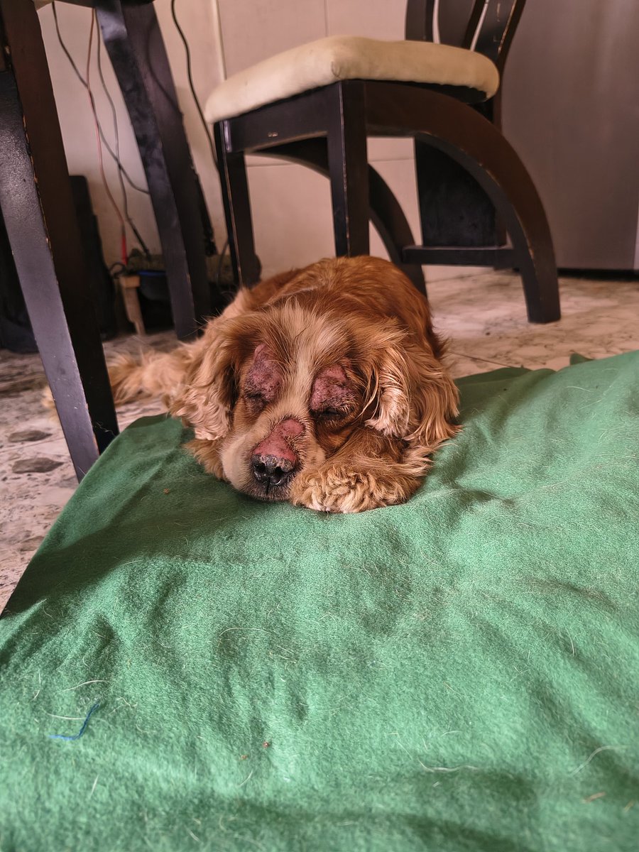 Pillen pues está belleza, esa frase sabía de que "el amor todo lo cura" es 100% cierta... Poco a poco vamos curando la piel y el corazón de este Milo con Pan.
Seguiremos informando