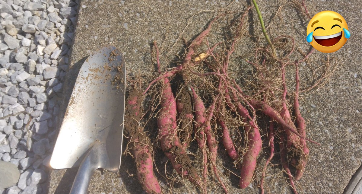 いっちごー on X