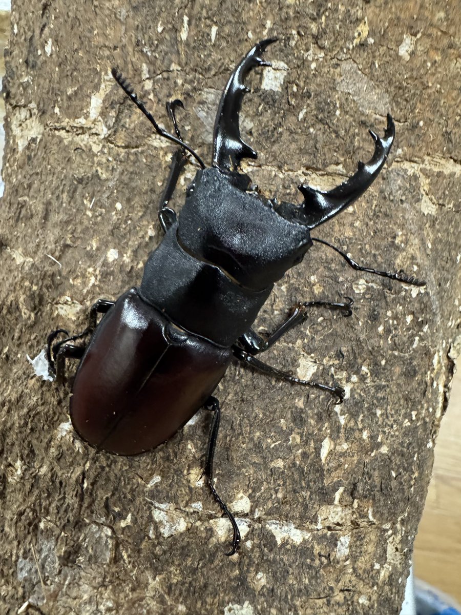 世界の昆虫キッテ 使用済み 約30枚 世界の昆虫キッテ 使用済み 約