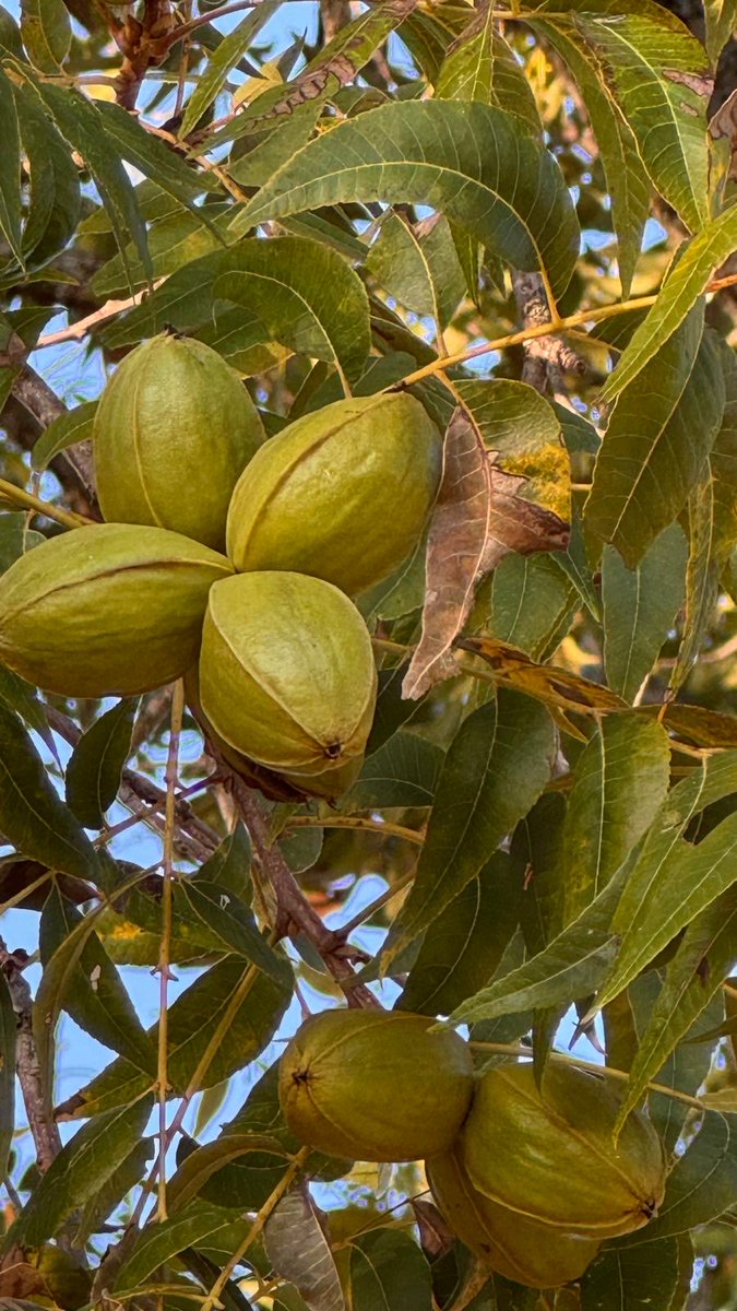 sudha_m_reddy's tweet image. Reverse engineering a Pecan 😬