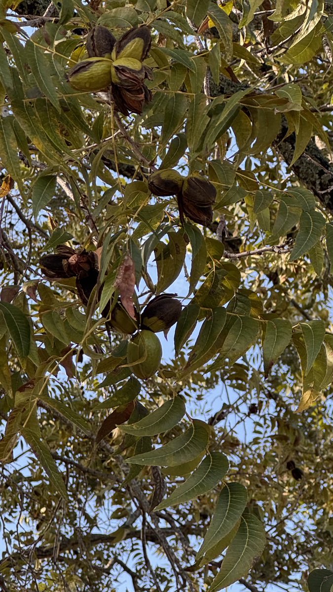 sudha_m_reddy's tweet image. Reverse engineering a Pecan 😬