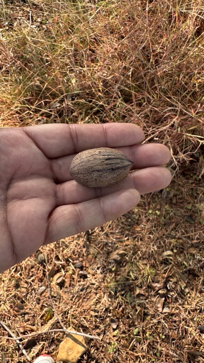 sudha_m_reddy's tweet image. Reverse engineering a Pecan 😬