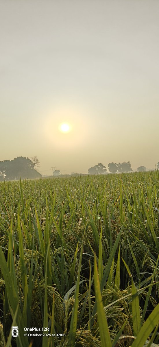 musafir_vj's tweet image. ओस से भीगे खेत,
नींद से जागता आसमान

यही तो है गाँव की सुबह की पहचान&quot;🌾💚
