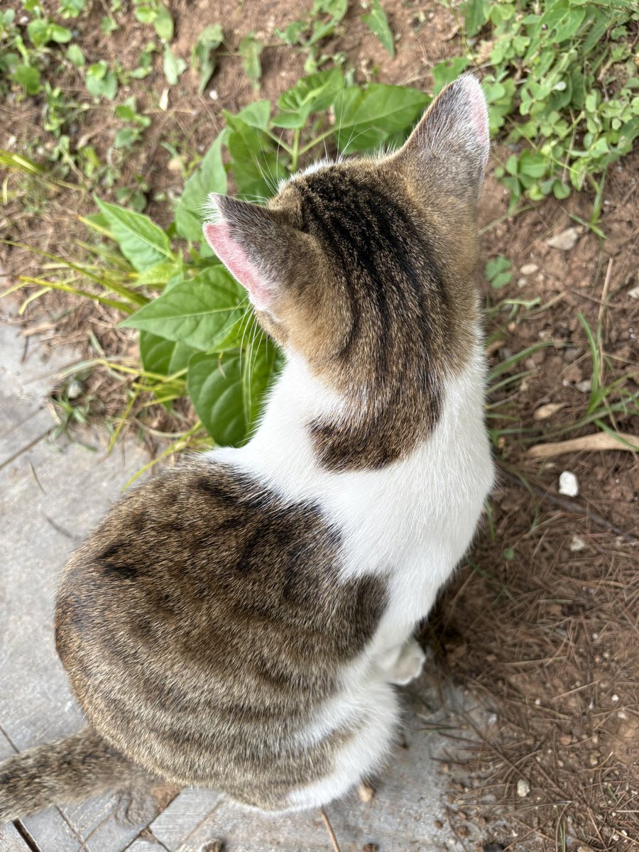 这一只猫不爱看镜头，我好不容易和它正脸自拍。