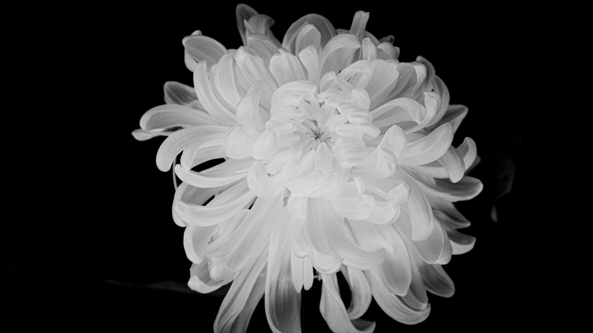 buraburabose's tweet image. 菊のベール
📍武生菊人形

#RG4  #ricoh