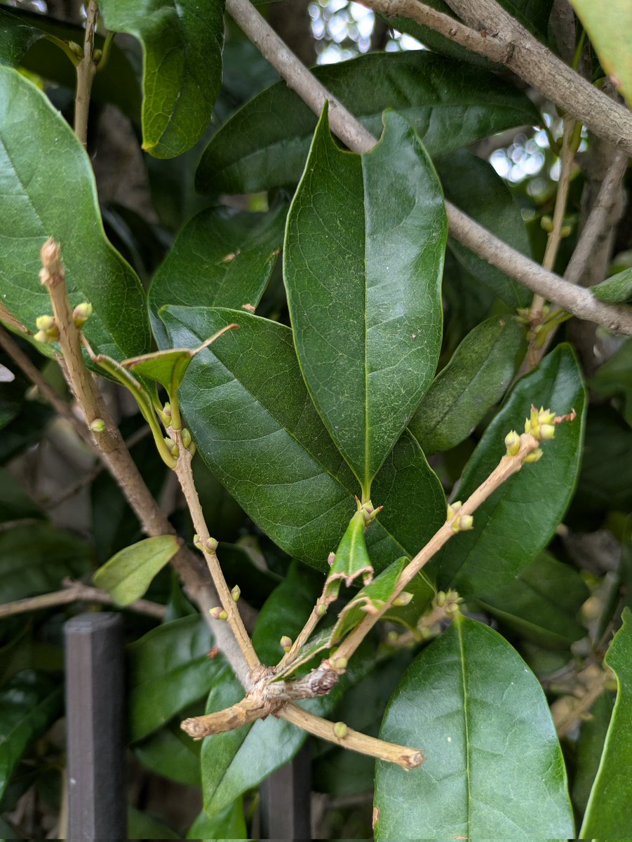 伝雪舟（旧：KOGANE） on X